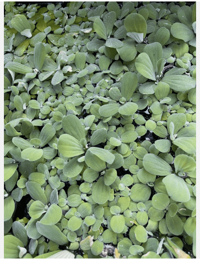 Dwarf Water Lettuce Live Floating Aquarium Plant, Natural Freshwater Aquatic Plant
