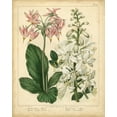 thumbnail image 2 of Edwards, Sydenham 26x32 White Modern Wood Framed Museum Art Print Titled - Garden Flora IV, 2 of 4