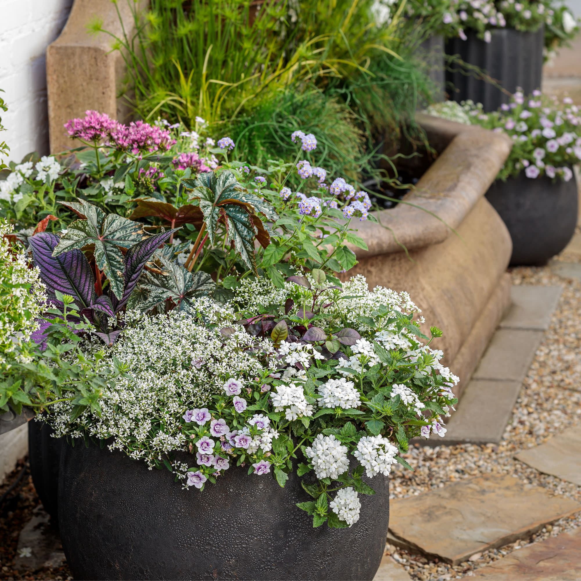 Proven Winners 4" Purple Augusta Lavender Heliotrope Live Plant in 4.25" Pot (4 Count)