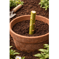 thumbnail image 3 of Pawpaw Fruit Tree Seedlings for Planting - American Banana, Paw Paw (3 Paw Paw Seedlings), 3 of 5