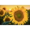 thumbnail image 3 of Kimberly, Allen 14x11 Black Modern Framed Museum Art Print Titled - Morning Gold, 3 of 5