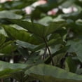 thumbnail image 2 of Proven Winners 8" Island Giants Coffee Cups Elephant Ear Live Plant in 6.5" Pot, 2 of 9