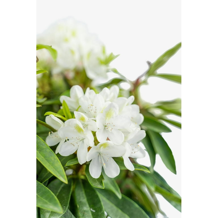 RedCrocus Chionoides Rhododendron- Compact Evergreen Shrub with Pink  Blooms, Garden or Container Use 3 Gallon - Walmart.com