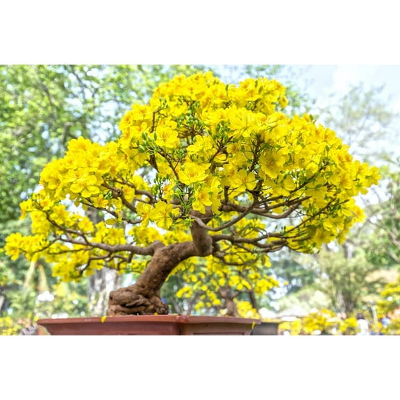 CZ Grain 3 Yellow Apricot Bonsai Tree Plant Seeds