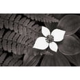 thumbnail image 3 of Audit, Lisa 14x11 Black Modern Framed Museum Art Print Titled - Bunchberry and Ferns II BW, 3 of 5