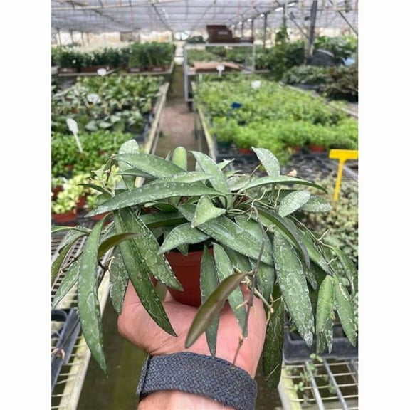 House Plant Dropship 4-HOYA-WAYETII.VAR Hoya Wayetii Variegated Plant