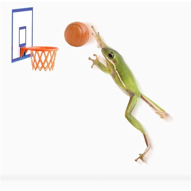 Affiche de Basketball Grenouille par Corey Hochachka, 28 x 26 - Grand