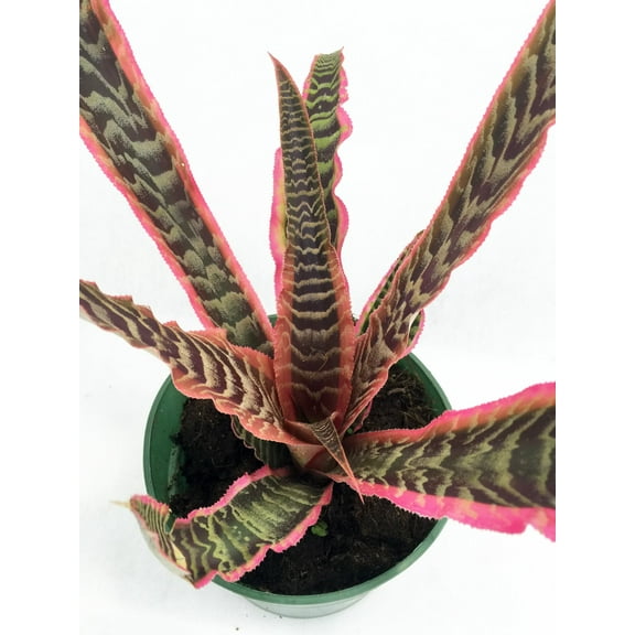Rainbow Earth Star Plant - Cryptanthus -  5" Pot