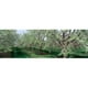 Panoramic Images PPI68288L Vue de Fleurs de Printemps sur Cerisiers Affiche Imprimée par Panoramic Images - 36 x 12 – image 1 sur 1