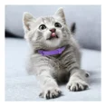 thumbnail image 2 of 2024 Gift 5 Pieces Calming Cat Necklace Adjustable Gato, 2 of 6