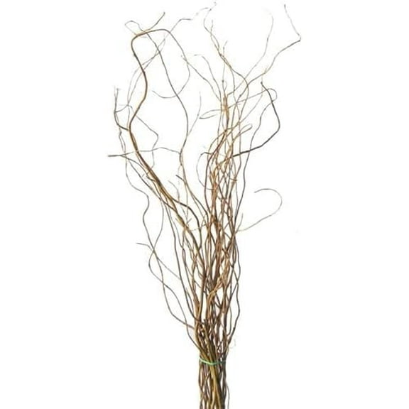 CZ Grain Natural Curly Willow Branches for Decor, 16-24 Inches Long - Wedding or Christmas Decor, Wreathmaking (10 Curly Branches)