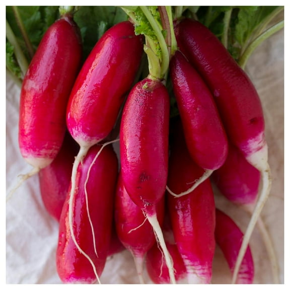 Everwilde Farms - 1 oz Lady Slipper Radish Seeds - Gold Vault Bulk Seed Packet