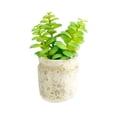 thumbnail image 4 of K-Cliffs Set of 3 Realistic Faux Artificial Succulent Plants in Rustic Cement Pot Planter, 4 of 10