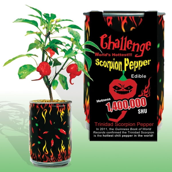 Ghost Pepper Moruga Scorpion  100pcs seeds Hot  Trinidad  Chili PACK Reaper