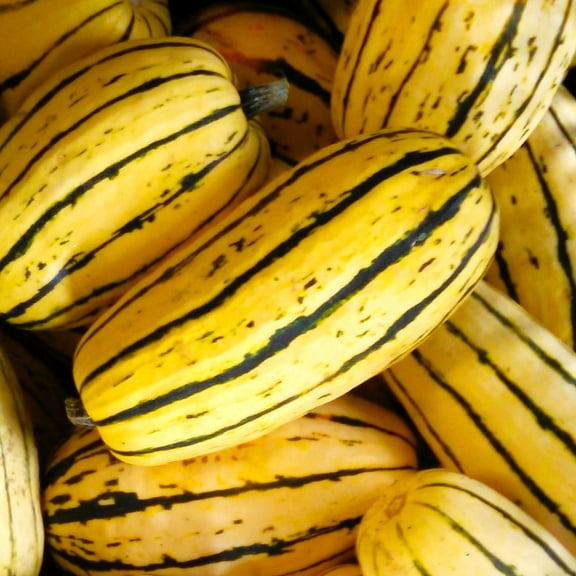 TomorrowSeeds - Delicata Squash Seeds - 30 Count - For 2026 Planting USA Garden Vegetable Peanut
