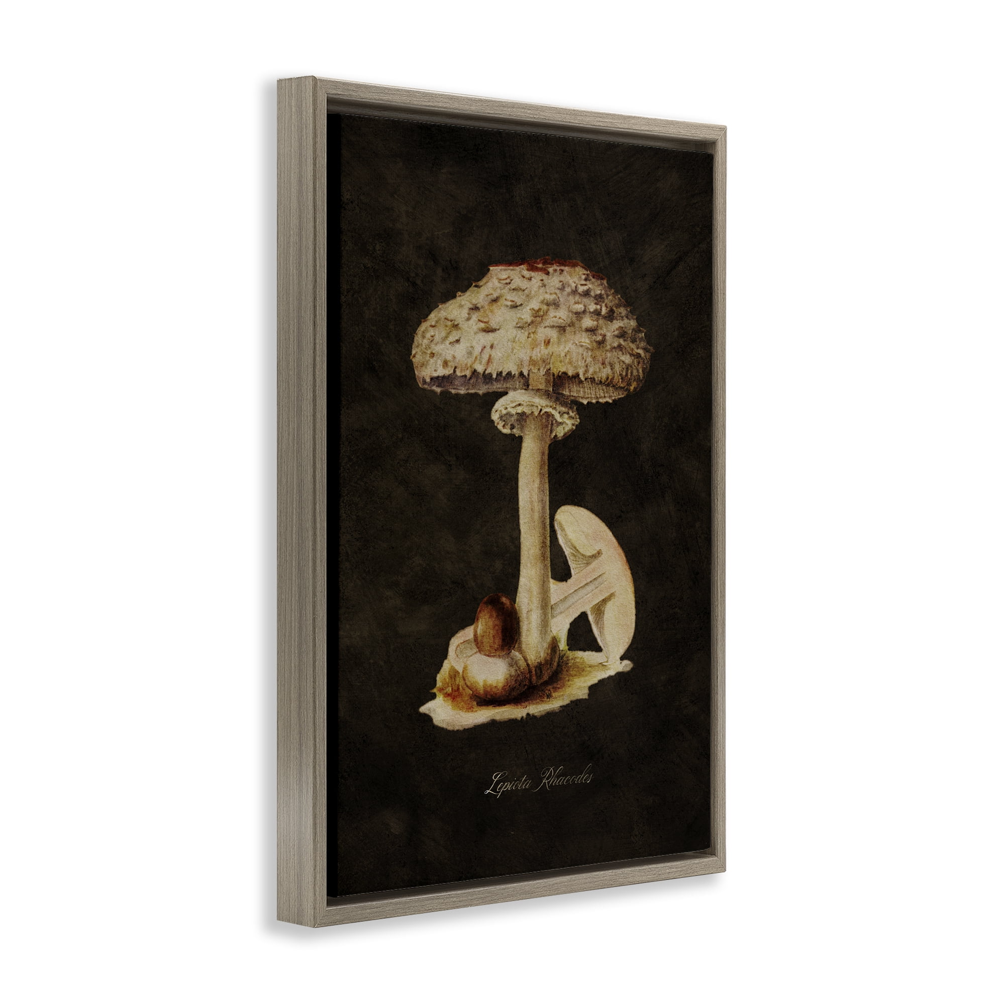 Stupell Industries Vintage Mushroom Study Plants & Flowers Painting Brown Floater Framed Canvas Art Print Wall Art, 21 x 31