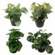 thumbnail image 5 of Planta verde de simulación, decoración de plantas en maceta, flor artificial, flor de boda, decoración de ventana del hogar, planta de simulación de flores en maceta (Moye Begonia (verde)) Moye  JM, 5 of 5