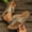 Gold, variant on Gspmoly Women’s Slides, Women's Fashion Casual Summer New Style Solid Color Flower Fish Mouth Wedge Heel Thick Bottom Flip Flops Shower Slides Red 39