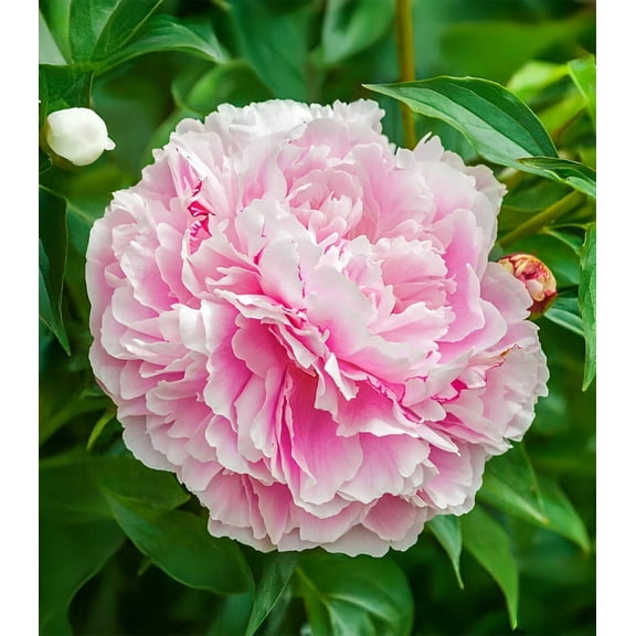Lady Alexandra Duff Peony - 1 root division