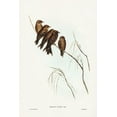 thumbnail image 2 of Gould, John 17x24 White Modern Wood Framed Museum Art Print Titled - Little Wood Swallow-Artamus minor-Vieill, 2 of 4