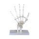 thumbnail image 3 of Modelo de articulación humana, herramienta de enseñanza para entrenamiento médico, esqueleto realista educativo. Mano, 3 of 9