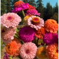 50+Annual Double Zinnia Seed MMF7 for Planting Outdoor Rare Zinderel