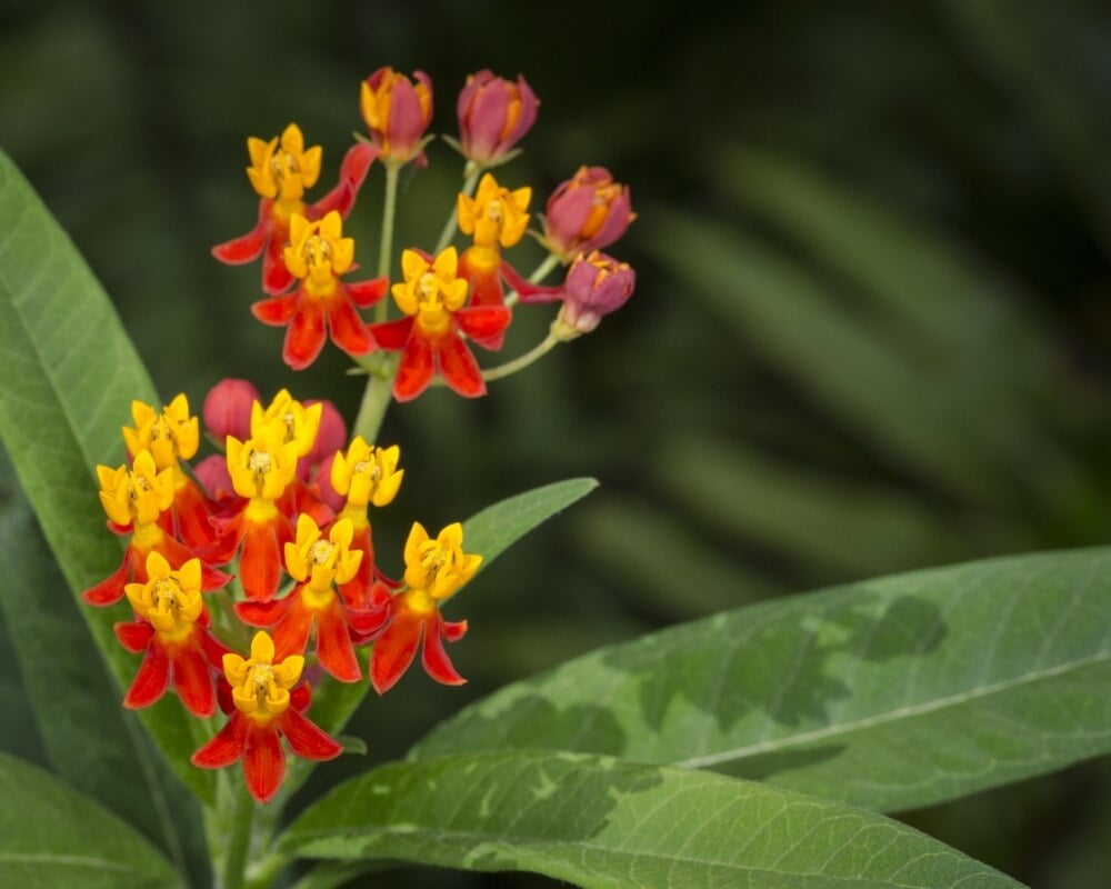 Scarlet milkweed, Asclepias curassavica, butterfly larvae
