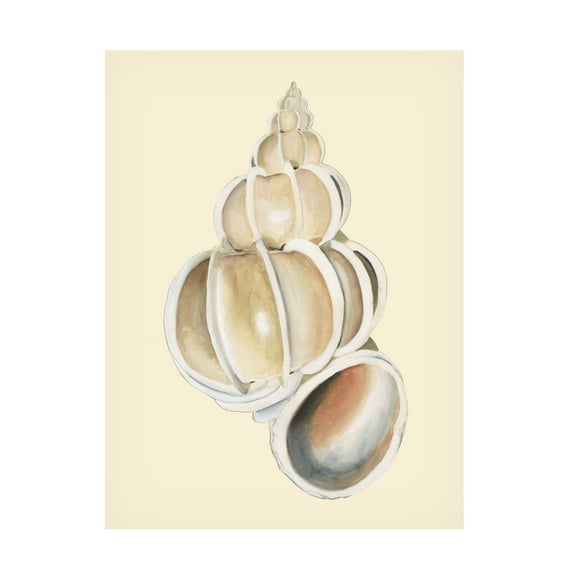 Trademark Fine Art Michael Willett  Neutral-Toned Seashells II Canvas Wall Art