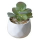 thumbnail image 5 of Billuyoard Simulación suculenta artificial Bonsai Flor falsa con suministros para macetas Type3 NO3, 5 of 6