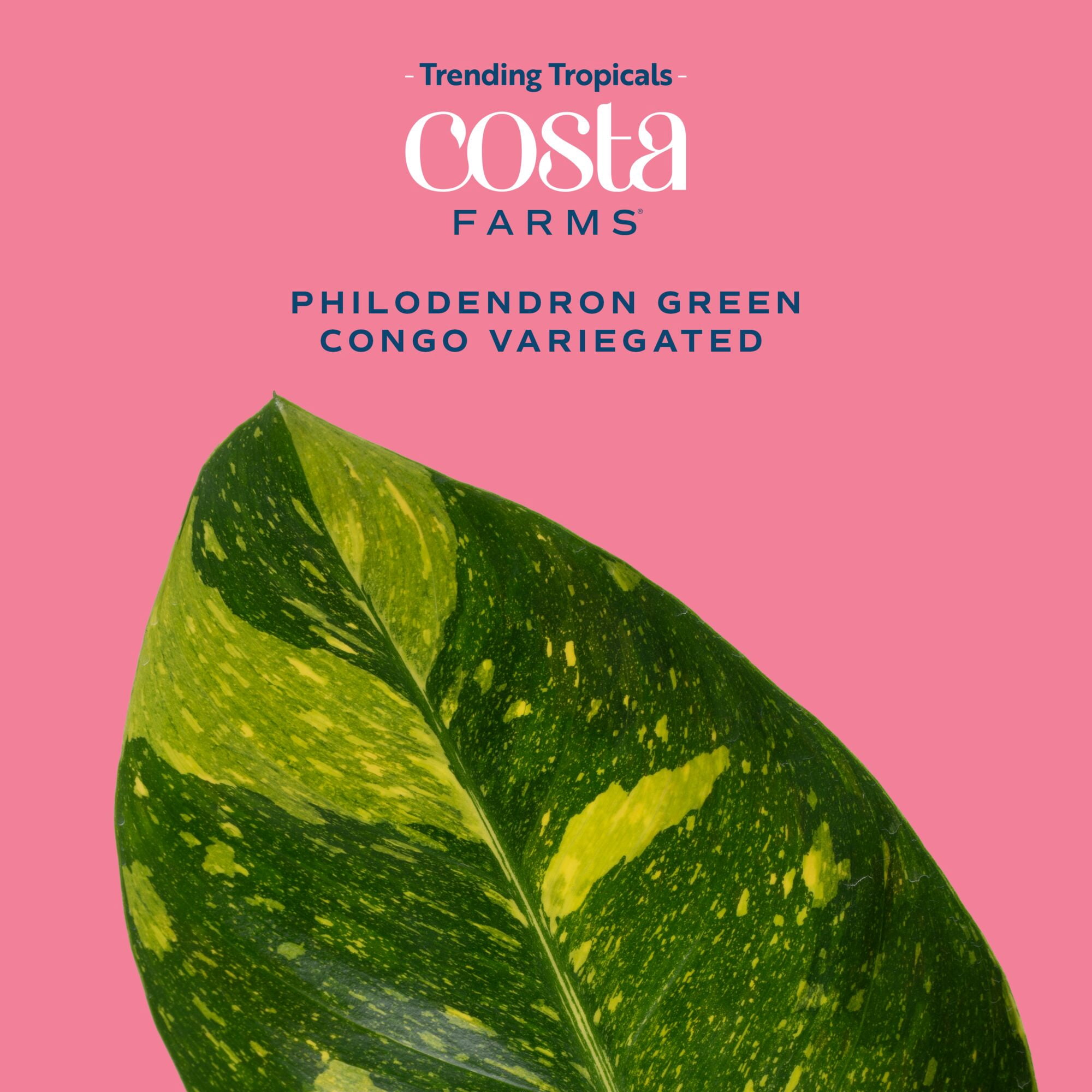Costa Farms 14" Variegated Philodendron Green Congo Live House Plant in 5" Self-Watering Pot
