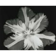 thumbnail image 3 of Koetsier, Albert 24x20 Black Modern Framed Museum Art Print Titled - Big Blossom II, 3 of 5