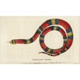 thumbnail image 2 of Scarlet Kingsnake, Lampropeltis Triangulum Poster Print By ® Florilegius Mary Evans (36 X 24), 2 of 4