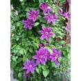 thumbnail image 2 of Clematis Fireworks - Live Plant in a 4 Inch Growers Pot - Clematis 'Fireworks' - Starter Plants Ready for The Garden - Beautiful Deep Pink and Purple Flowering Vine, 2 of 5