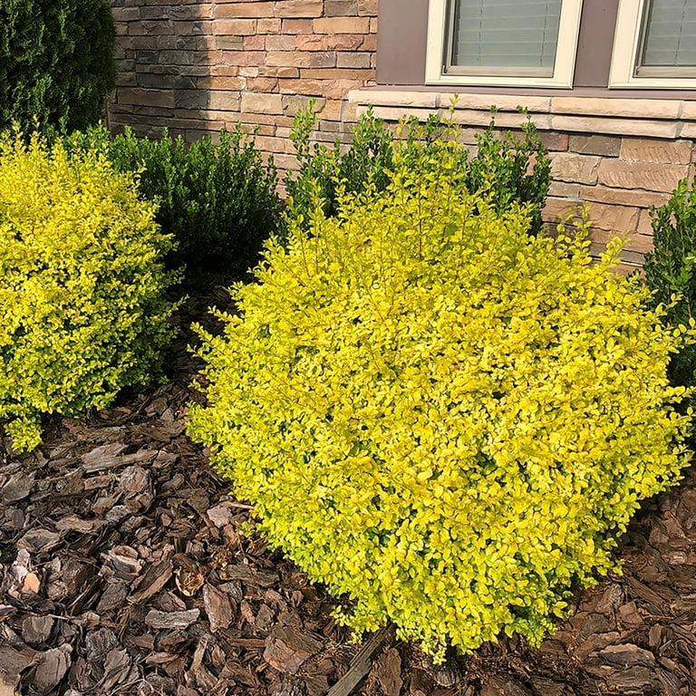 Southern Living Ligustrum Sunshine Live Shrub in 5-Gallon Grower Pot -  Walmart.com