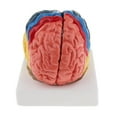 thumbnail image 2 of Human Brain Model - Structural Teaching , Students Biology Learning, 2 of 7