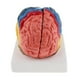 thumbnail image 2 of Cabeza con forma de cerebro Modelo de cerebro anatómico, coloreado para eso, 2 of 7