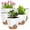 White, variant on 5 Pack Self Watering Plant Pots, Plastic Planters with Drainage Holes and Saucers, Flower Pots for Indoor Outdoor Garden Plants, 7/6.5/6/5.5/5 Inch（White）