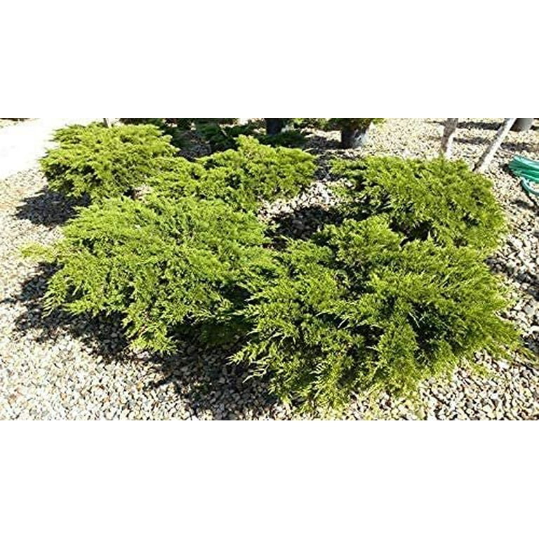 Monna Juniper Sierra Spreader 1 Live Gallon Size Plant Juniperus
