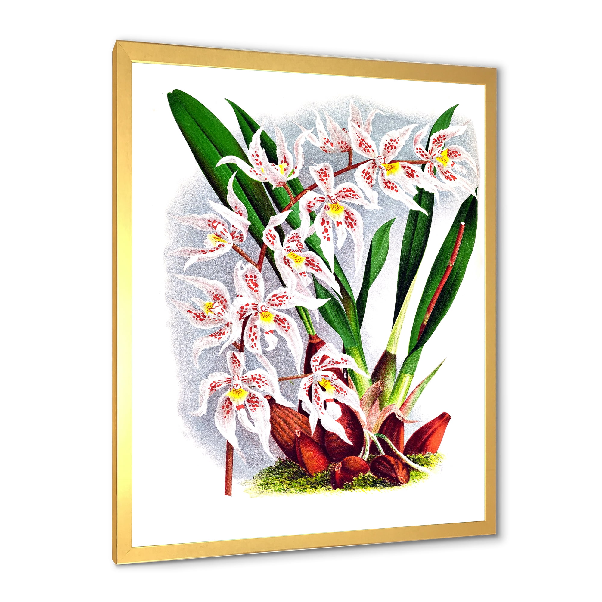 Designart 'White Vintage Orchid Flower II' Traditional Framed Art Print