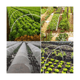 thumbnail image 5 of Garden Hoops for Netting, Crop Protection Hoops,Cloches for Growing Vegetables,Rust-Free Grow Tunnel, 5 of 5