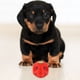thumbnail image 3 of KAKOWELY Juguete interactivo con sonido chirriante para perros, pelota dispensadora de golosinas y comida, juguete de entrenamiento para perros, 3 of 4
