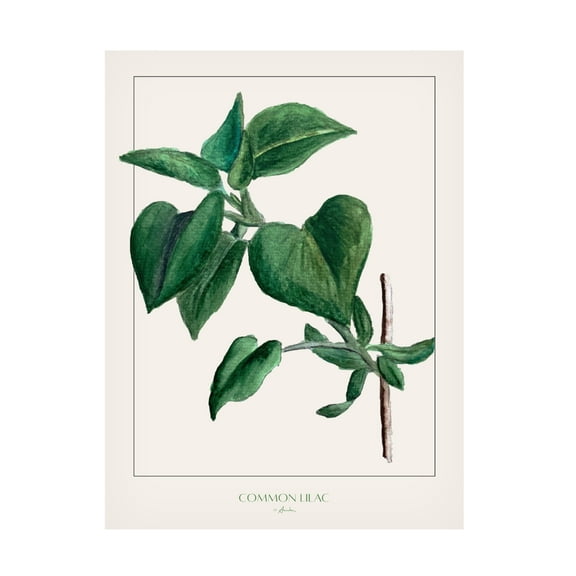 Trademark Fine Art Annika John Common lilac Canvas Wall Art