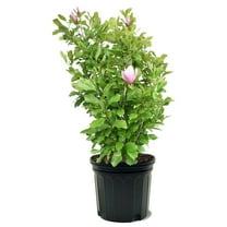 Expert Gardener 3-4 ft tall Alexandrina Japanese Magnolia Live Tree in 7-Gallon Grower Pot