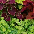 thumbnail image 3 of Better Homes & Gardens 2.5 Gallon Multicolor Multispecies Annual Shade Combo Outdoor Live Plants, 3 of 6