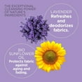 thumbnail image 4 of Laundry Detergent Lavender Eucalyptus, 4 of 6