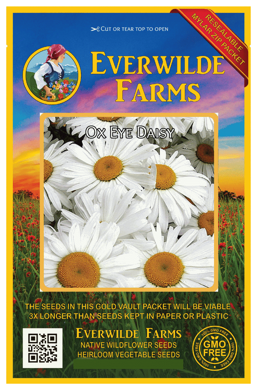 Everwilde Farms - 2000 Ox Eye Daisy Garden Flower Seeds - Gold Vault Jumbo Bulk Seed Packet
