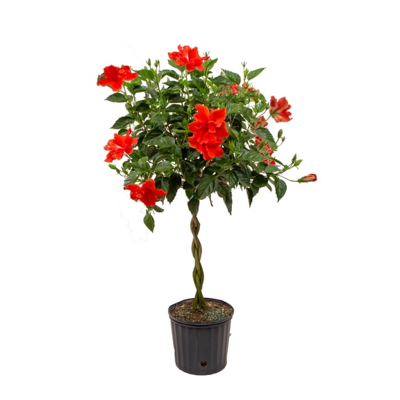 Island Blooms by Costa Farms 2G Red Hibiscus Braid in grower pot, Direct Sunlight, Live Flowering Outdoor Plant