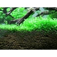 thumbnail image 3 of Potted Monte Carlo (Micranthemum) - Easy Carpet Aquarium Plant by West Coast Aquatics, 3 of 4