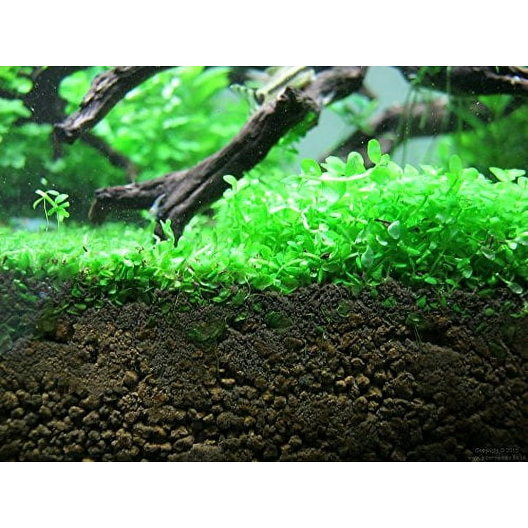 Monte Carlo (Micranthemum sp Monte Carlo) Portion Cup Koi Kompanion