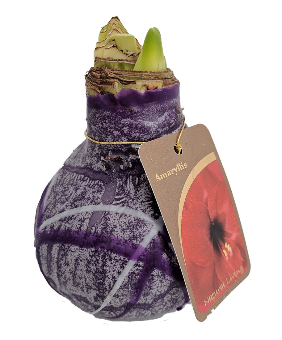 Purple Waxed Amaryllis Bulb Purple/White Swirl Blooms Without Soil